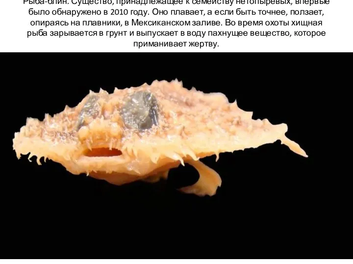 Рыба-блин. Существо, принадлежащее к семейству нетопыревых, впервые было обнаружено в 2010 году.
