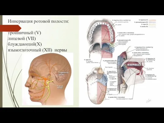 Иннервация ротовой полости: тройничный (V) лицевой (VII) блуждающий(X) языкоглоточный (XII) нервы