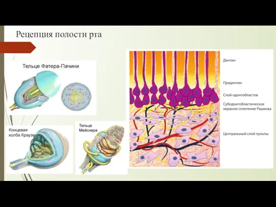 Рецепция полости рта