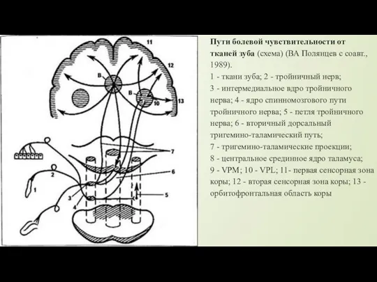 Пути болевой чувствительности от тканей зуба (схема) (ВА Полянцев с соавт., 1989).