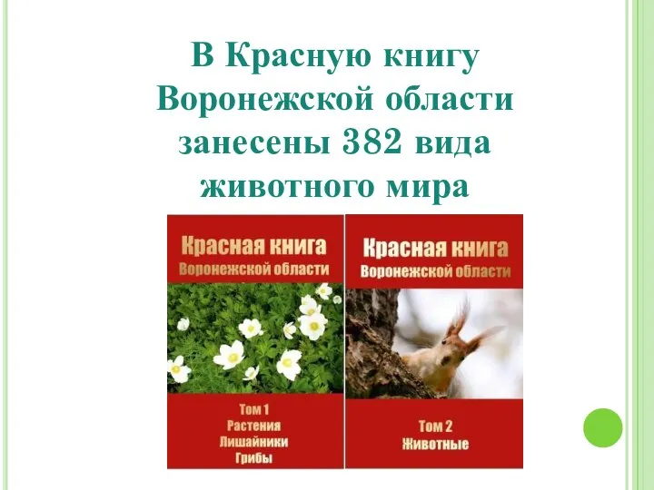 В Красную книгу Воронежской области занесены 382 вида животного мира