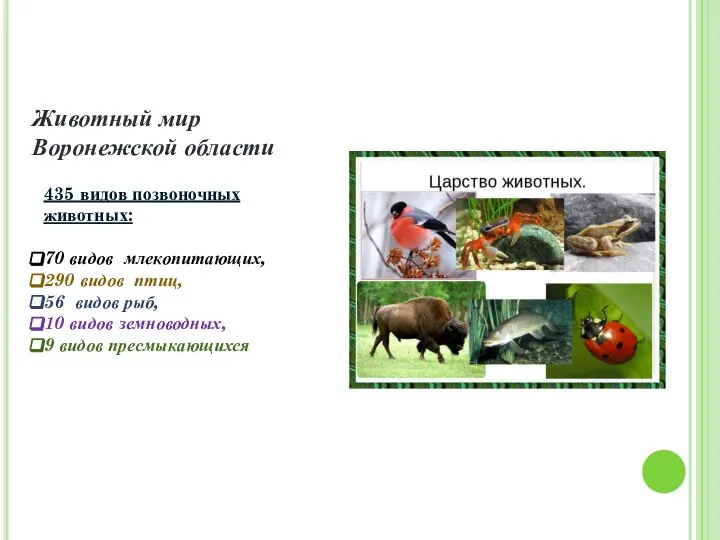Животный мир Воронежской области 435 видов позвоночных животных: 70 видов млекопитающих, 290