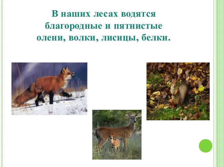 В наших лесах водятся благородные и пятнистые олени, волки, лисицы, белки.