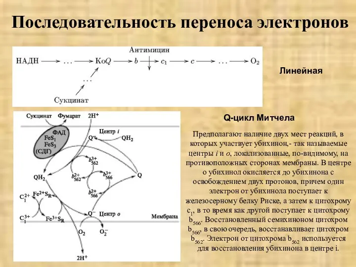 Последовательность переноса электронов Линейная Q-цикл Митчела Предполагают наличие двух мест реакций, в