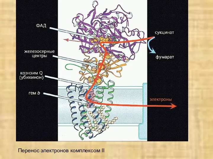 Перенос электронов комплексом II