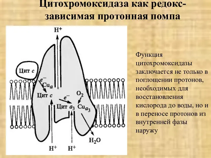 Цитохромоксидаза как редокс-зависимая протонная помпа Функция цитохромоксидазы заключается не только в поглощении