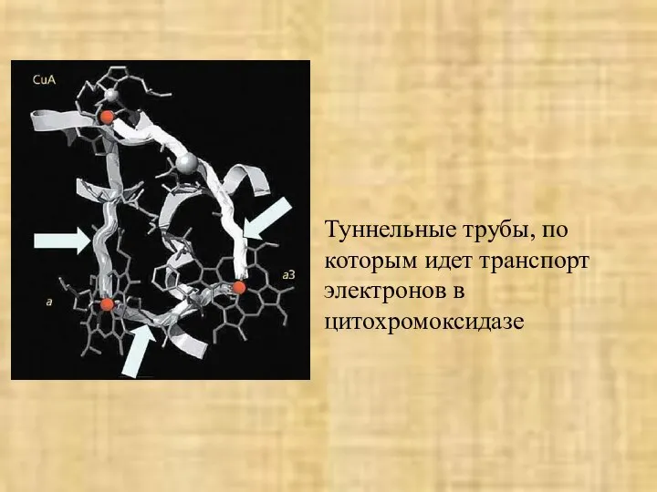 Туннельные трубы, по которым идет транспорт электронов в цитохромоксидазе