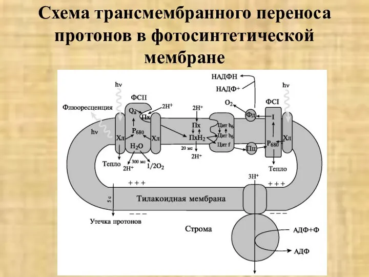Схема трансмембранного переноса протонов в фотосинтетической мембране