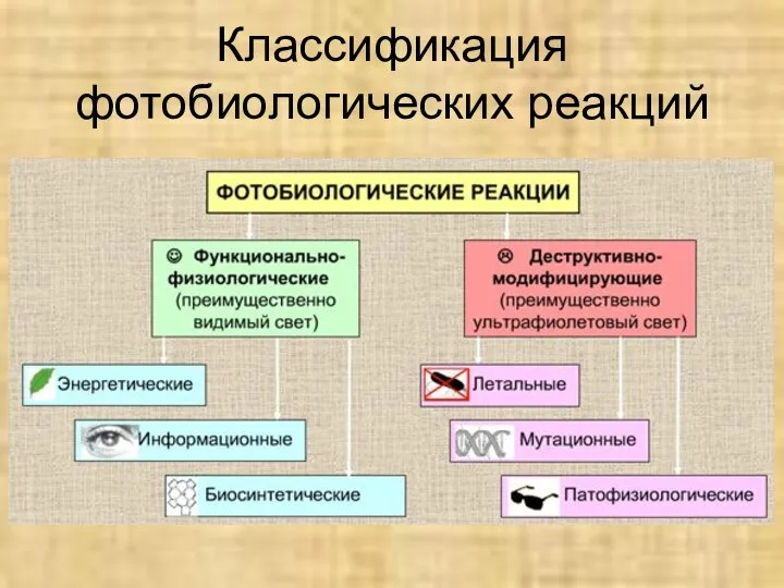 Классификация фотобиологических реакций