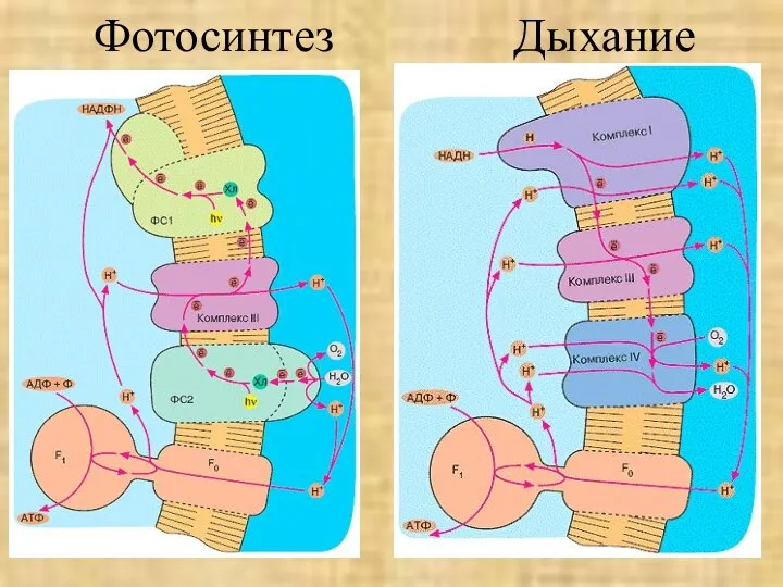 Фотосинтез Дыхание