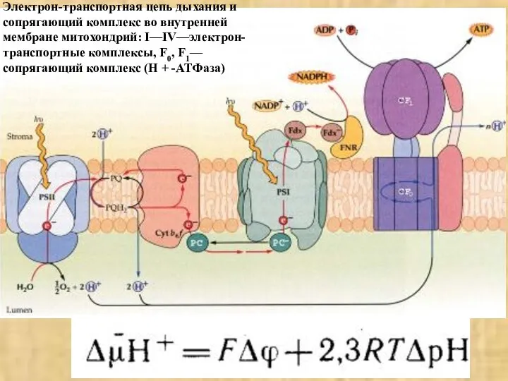 Электрон-транспортная цепь дыхания и сопрягающий комплекс во внутренней мембране митохондрий: I—IV—электрон-транспортные комплексы,