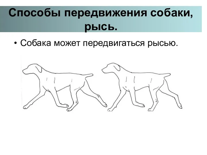 Способы передвижения собаки, рысь. Собака может передвигаться рысью.