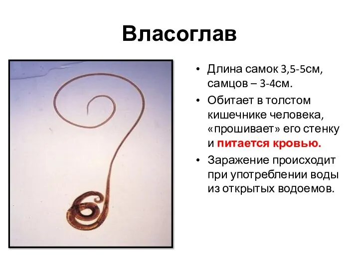 Власоглав Длина самок 3,5-5см, самцов – 3-4см. Обитает в толстом кишечнике человека,