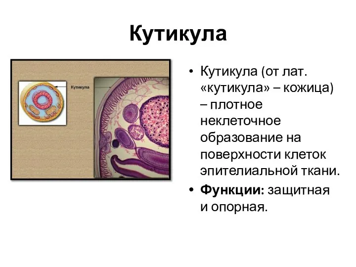 Кутикула Кутикула (от лат. «кутикула» – кожица) – плотное неклеточное образование на