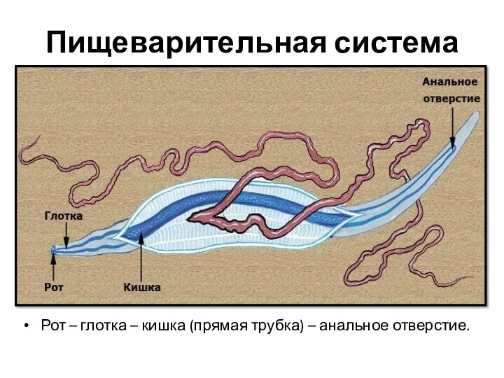 Пищеварительная система Рот – глотка – кишка (прямая трубка) – анальное отверстие.