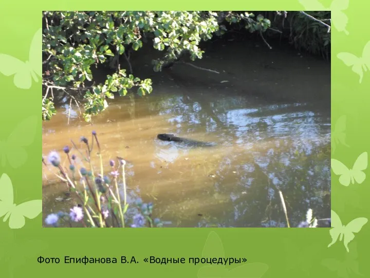 Фото Епифанова В.А. «Водные процедуры»