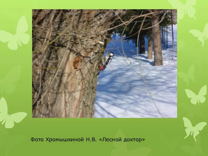 Фото Хромышкиной Н.В. «Лесной доктор»