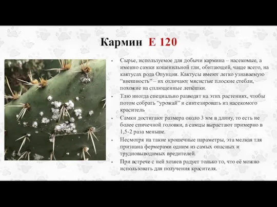 Кармин Е 120 Сырье, используемое для добычи кармина – насекомые, а именно