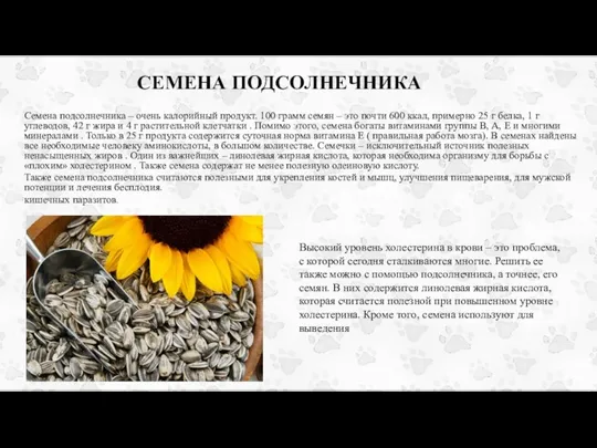 СЕМЕНА ПОДСОЛНЕЧНИКА Семена подсолнечника – очень калорийный продукт. 100 грамм семян –