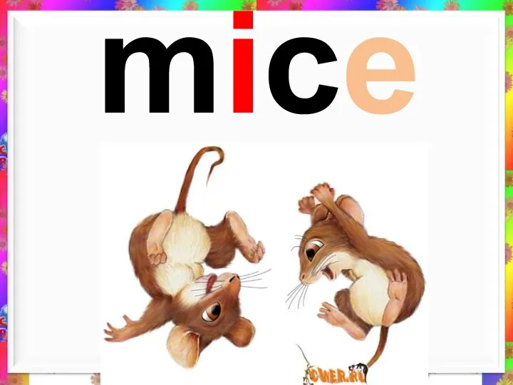 mice