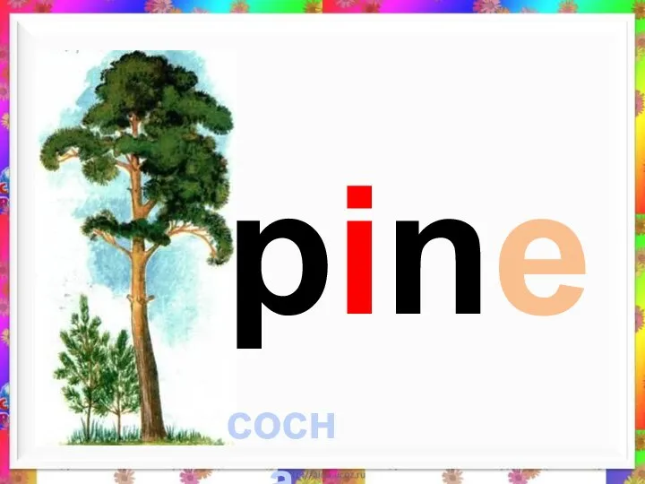 pine сосна