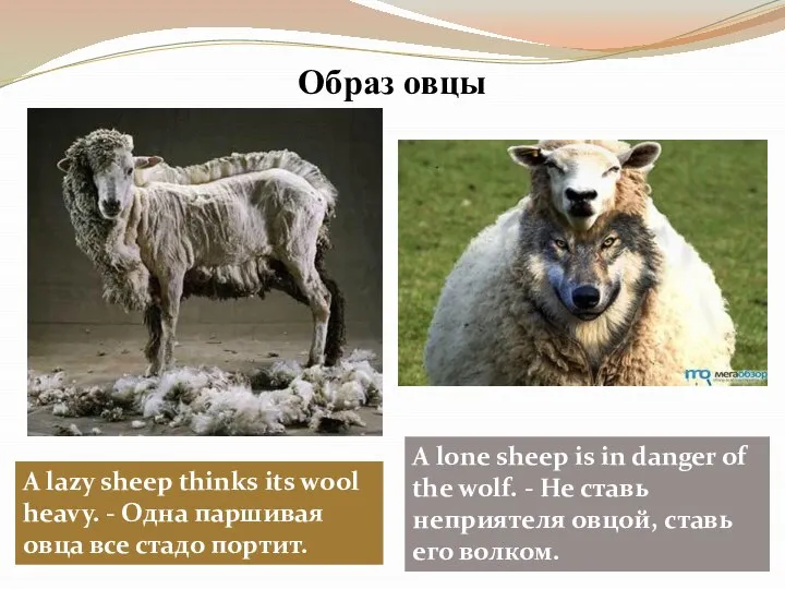 Образ овцы A lazy sheep thinks its wool heavy. - Одна паршивая