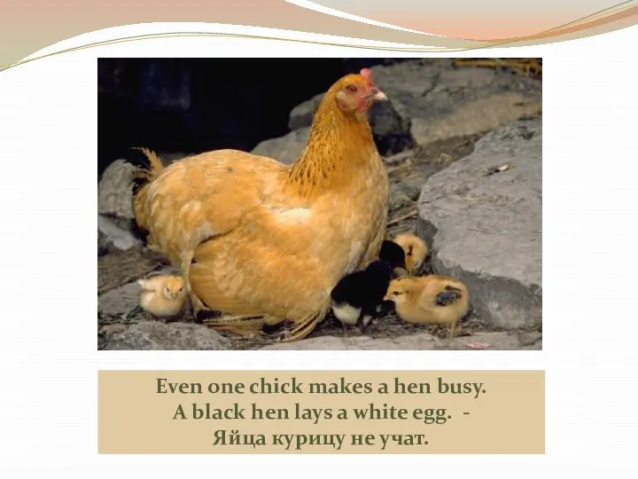 Even one chick makes a hen busy. A black hen lays a