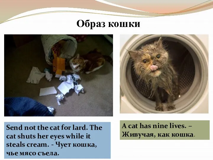 Образ кошки Send not the cat for lard. The cat shuts her