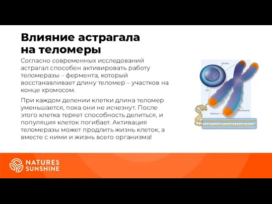 Влияние астрагала на теломеры Согласно современных исследований астрагал способен активировать работу теломеразы