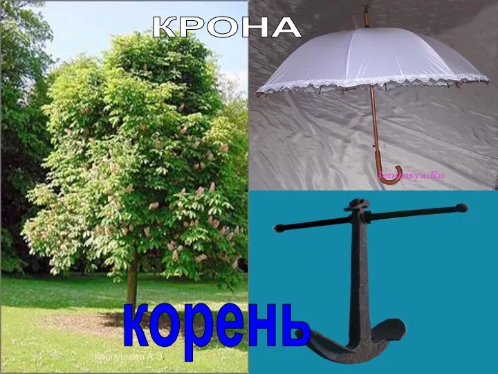 Карпушева А.Э. корень КРОНА Карпушева А.Э.