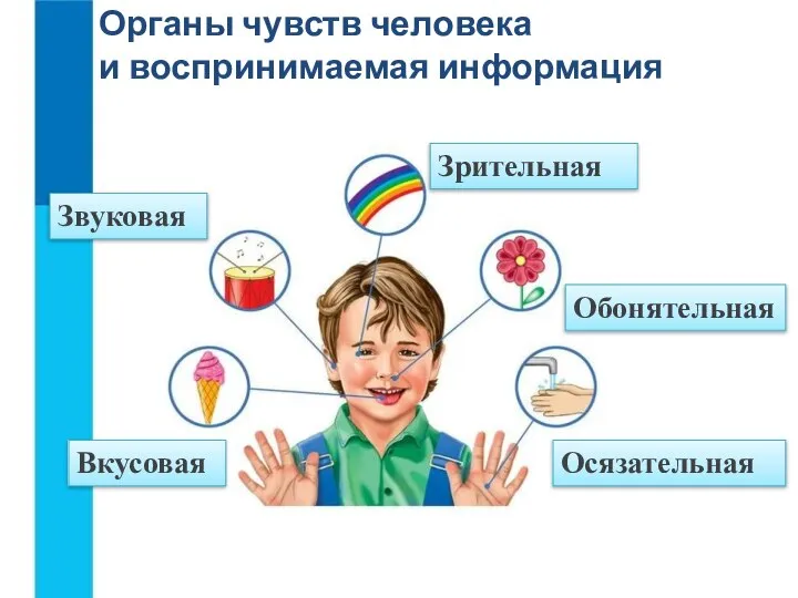 Органы чувств человека и воспринимаемая информация Зрительная Звуковая Вкусовая Обонятельная Осязательная