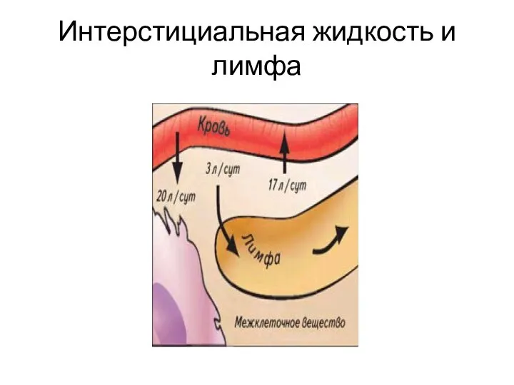 Интерстициальная жидкость и лимфа