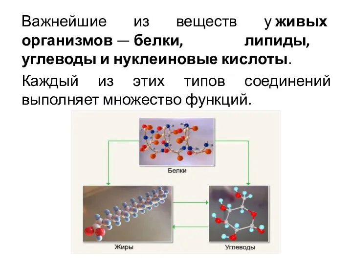 Важнейшие из веществ у живых организмов — белки, липиды, углеводы и нуклеиновые
