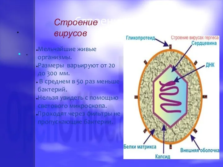 . . Мельчайшие живые организмы. Размеры варьируют от 20 до 300 мм.