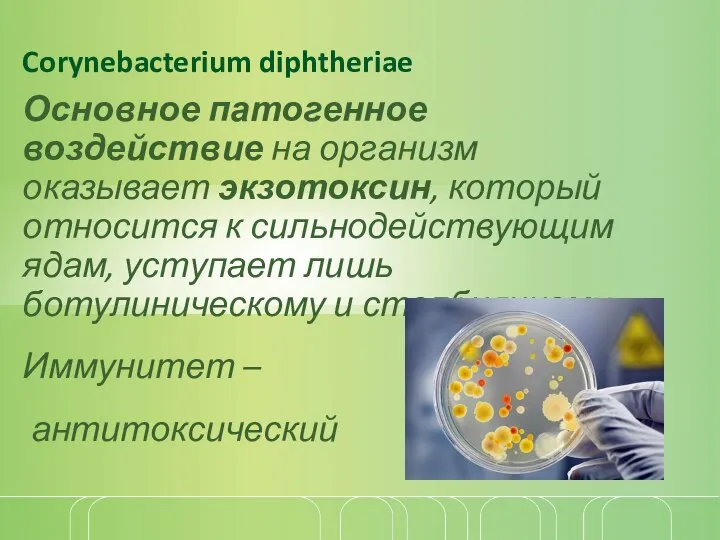 Corynebacterium diphtheriae Основное патогенное воздействие на организм оказывает экзотоксин, который относится к