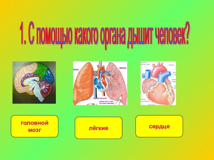 1. С помощью какого органа дышит человек? головной мозг сердце лёгкие