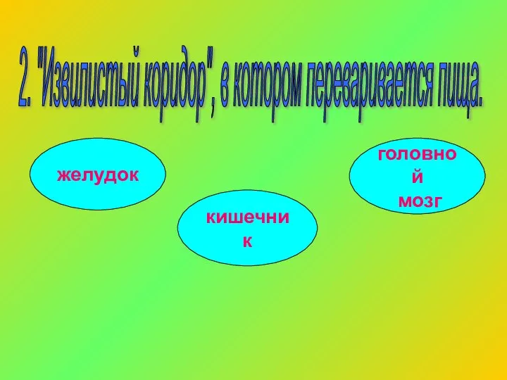 2. "Извилистый коридор", в котором переваривается пища. желудок кишечник головной мозг