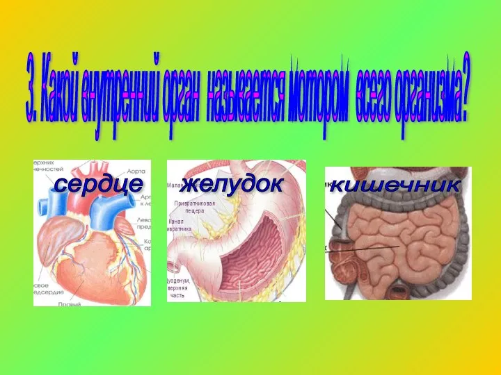 3. Какой внутренний орган называется мотором всего организма? сердце желудок кишечник