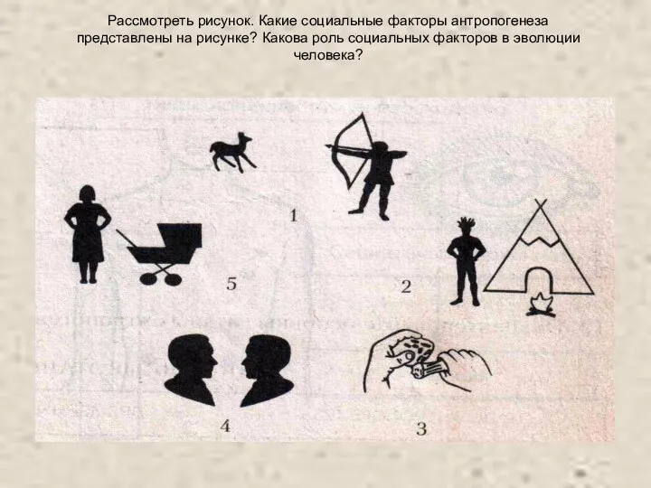 Рассмотреть рисунок. Какие социальные факторы антропогенеза представлены на рисунке? Какова роль социальных факторов в эволюции человека?