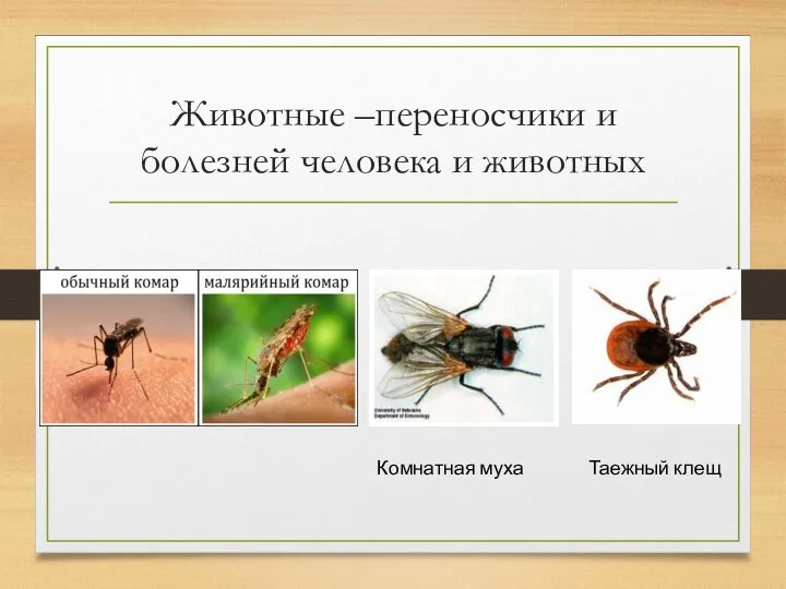 Животные –переносчики и болезней человека и животных Комнатная муха Таежный клещ