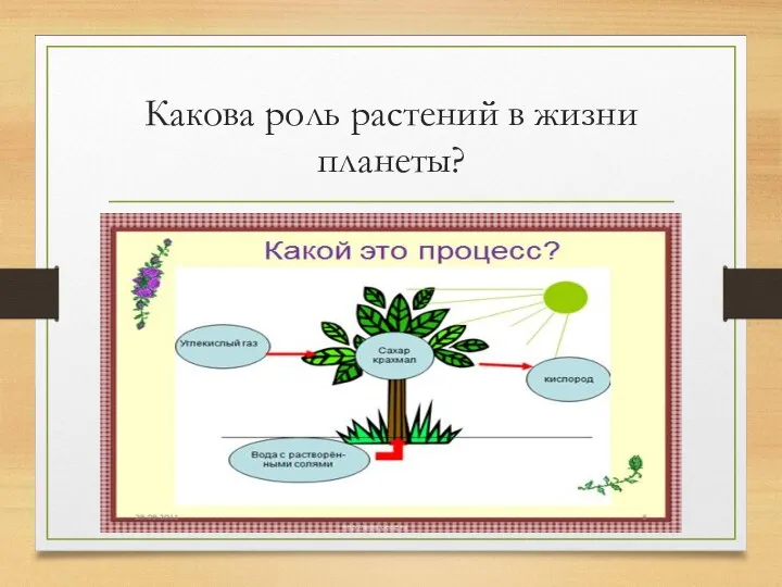 Какова роль растений в жизни планеты?