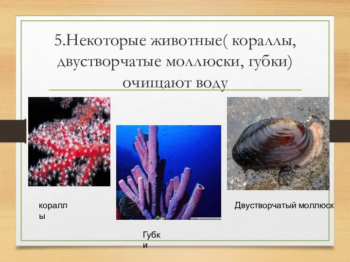 5.Некоторые животные( кораллы, двустворчатые моллюски, губки) очищают воду кораллы Губки Двустворчатый моллюск