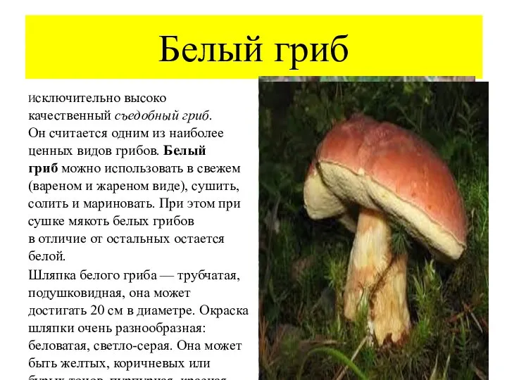 Белый гриб Исключительно высоко качественный съедобный гриб. Он считается одним из наиболее