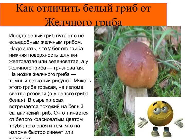 Как отличить белый гриб от Желчного гриба Иногда белый гриб путают с