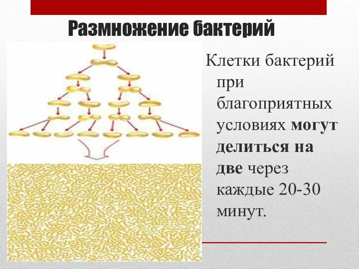 Размножение бактерий Клетки бактерий при благоприятных условиях могут делиться на две через каждые 20-30 минут.