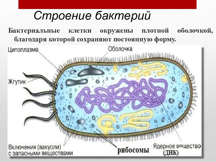 Бактериальные клетки окружены плотной оболочкой, благодаря которой сохраняют постоянную форму. Строение бактерий