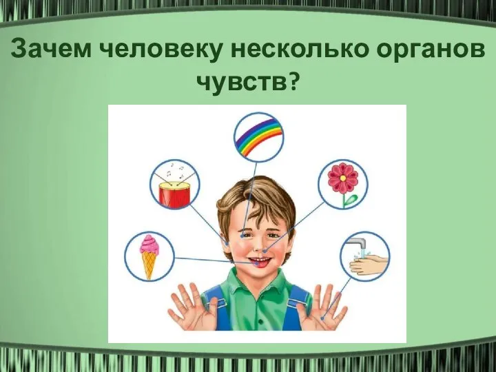 Зачем человеку несколько органов чувств?