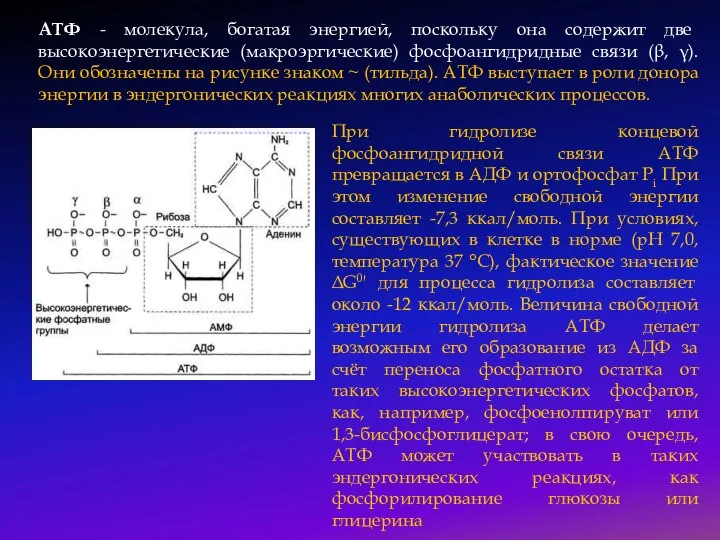 АТФ - молекула, богатая энергией, поскольку она содержит две высокоэнергетические (макроэргические) фосфоангидридные