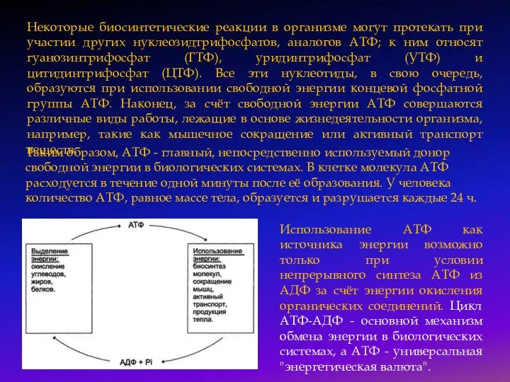 Некоторые биосинтетические реакции в организме могут протекать при участии других нуклеозидтрифосфатов, аналогов