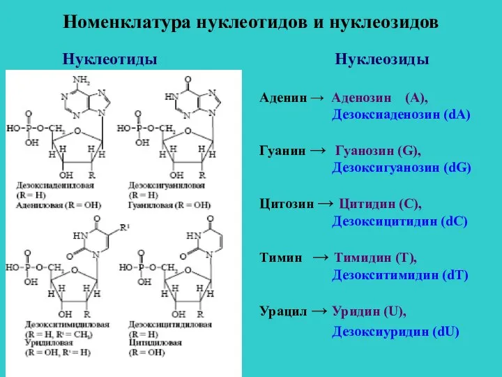 Номенклатура нуклеотидов и нуклеозидов Нуклеозиды Аденин → Аденозин (А), Дезоксиаденозин (dА) Гуанин